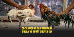 Cách nuôi gà đá chân mạnh