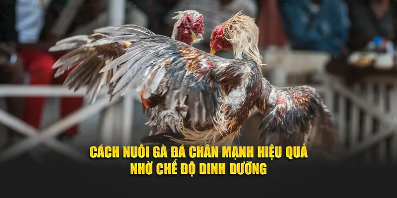 Nuôi gà đá theo chế độ dinh dưỡng khoa học