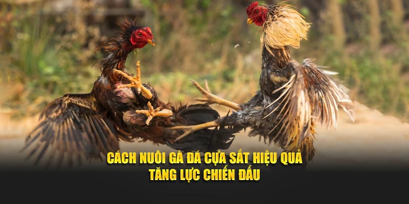 Cách Nuôi Gà Đá Cựa Sắt