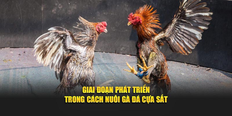 Giai đoạn phát triển trong cách nuôi gà đá cựa sắt