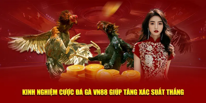 Kinh nghiệm cược Đá Gà VN88 giúp tăng xác suất thắng