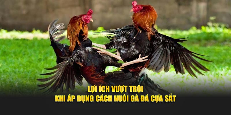 Lợi ích vượt trội khi áp dụng cách nuôi gà đá cựa sắt