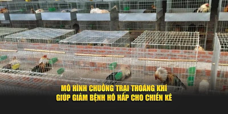 Mô hình chuồng trại thoáng khí giúp giảm bệnh hô hấp cho chiến kê