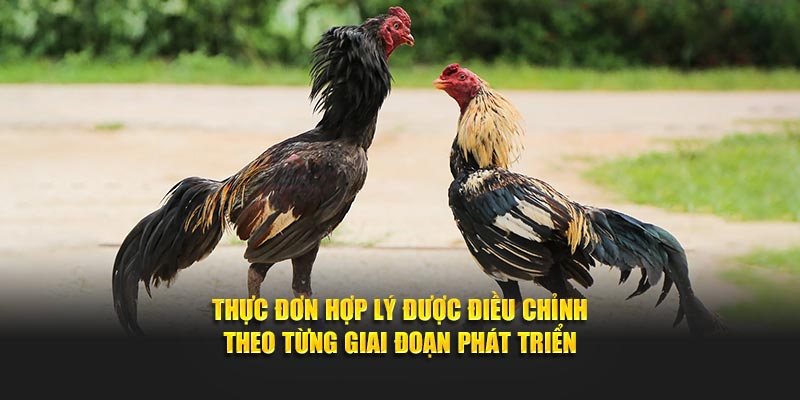 Thực đơn hợp lý được điều chỉnh theo từng giai đoạn phát triển
