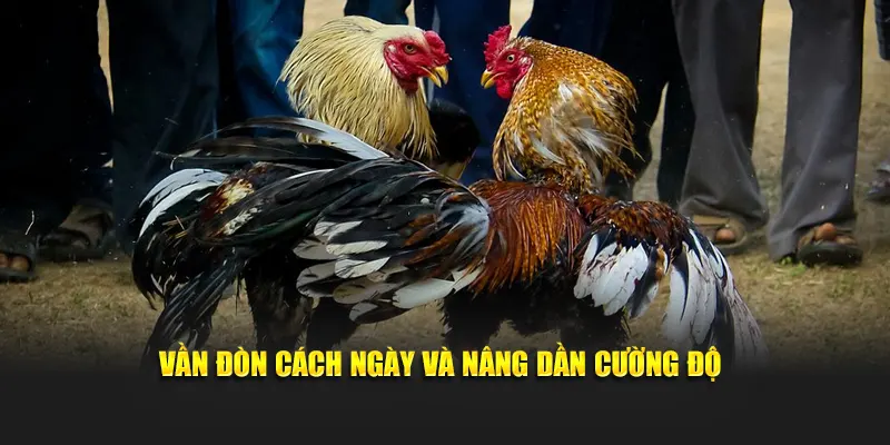 Vần đòn cách ngày và nâng dần cường độ
